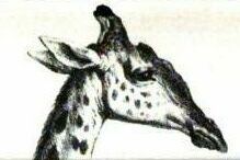 zarafa giraffe post image